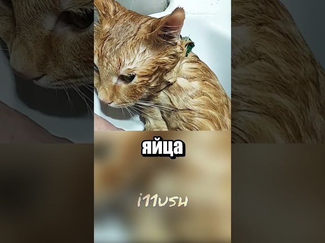 Как вывести блох у котенка