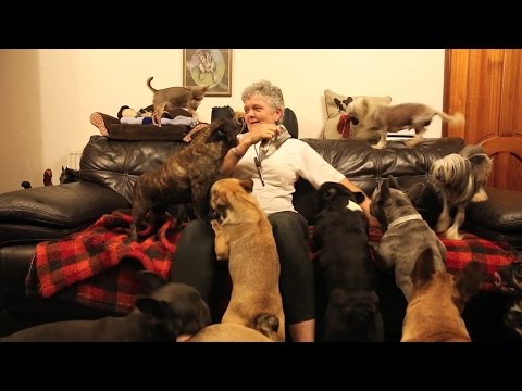 41 Dogs in My Home'