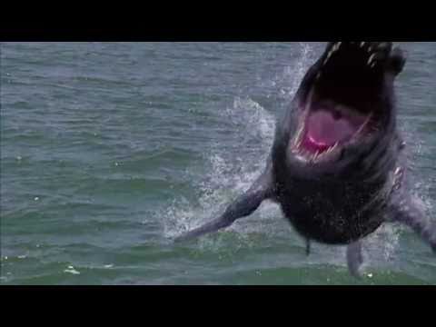 Dinoshark'