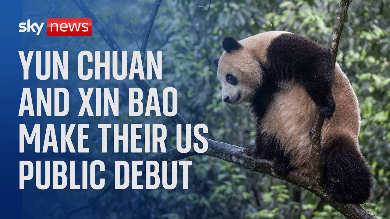 Watch live: A pair of Chinese pandas make their American public debut at the San Diego Zoo