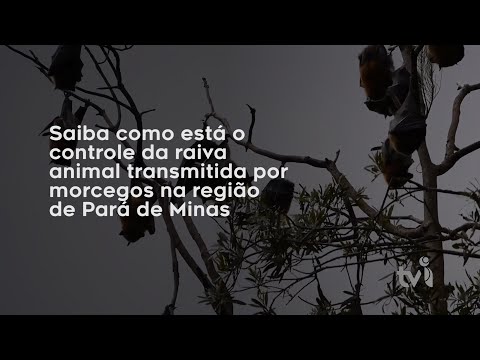 Vídeo: Saiba como está o controle da raiva animal transmitida por morcegos na região de Pará de Minas