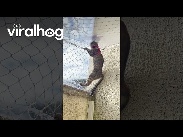 Kitten Determined to Find a Way Out || ViralHog