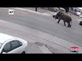 Escaped circus elephant stops traffic in Butte, Montana  - 00:35 min - News - Video