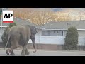 Escaped circus elephant stops traffic in Butte, Montana