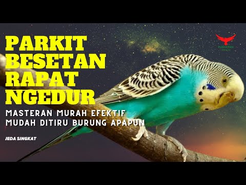 Ini DASARNYA‼️ PARKIT Besetan Rapat (Masteran PARKIT GACOR)
