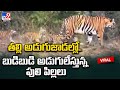Video of tiger cubs following mother goes viral on social media