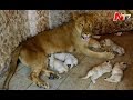 Amazing : African Lioness Kept as Pet in Pakistan Gives Birth to 5 Cubs