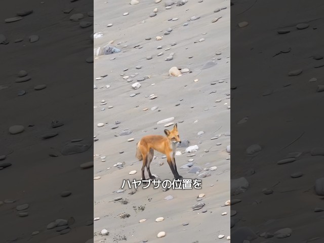 キツネの戦略