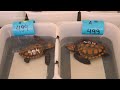 Hundreds of baby sea turtles rescued after rare storm in South Africa given temporary new home  - 00:56 min - News - Video