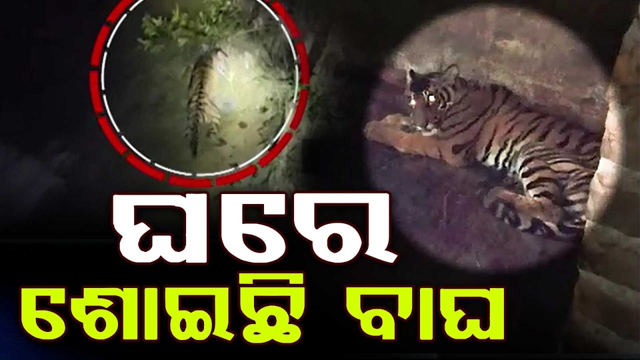 ଘରେ ପଶିଥିଲା ବାଘ | Tiger Enters Village House & Sleeps Inside; Forest Team Launches Rescue