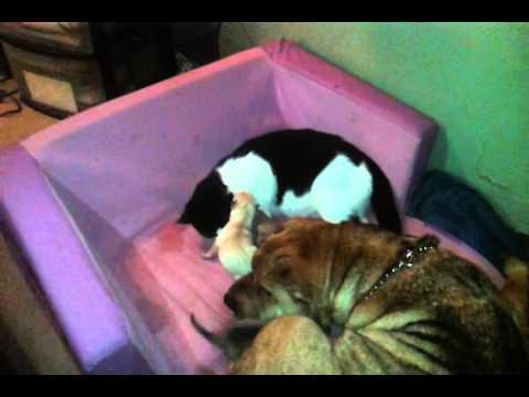Amazing cat and dog in labor same time... MUST SEE