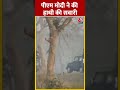 Assam में सुबह-सुबह काजीरंगा उद्यान में सैर पर निकले PM Modi #ytshorts #kajiranganationalpark  - 00:57 min - News - Video