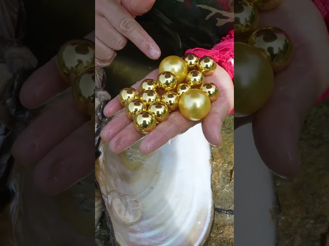 🎁🎁Giant clams, rare golden pearls