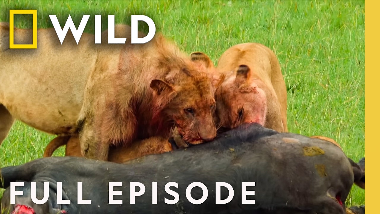 Epic Animal Power Struggles (Full Episodes) | Animal Fight Night | Nat Geo Animals