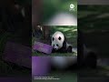 Zoo throws birthday party for giant panda