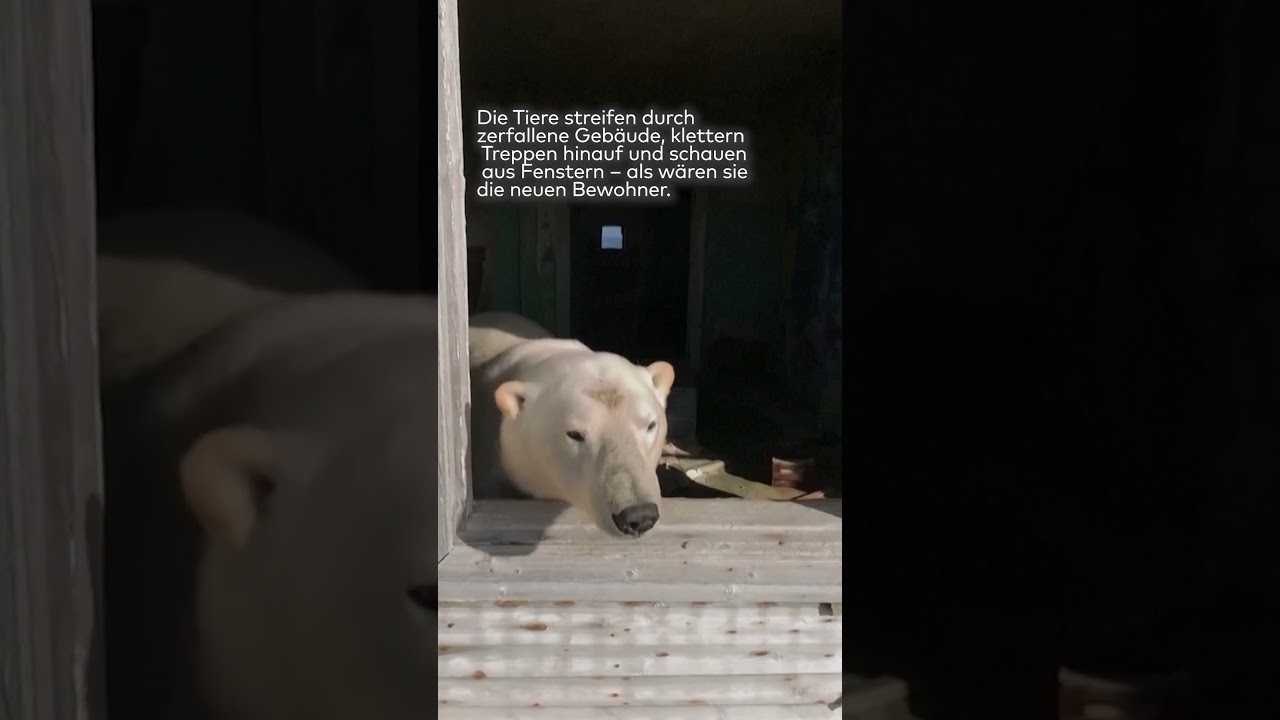 EISBÄREN IN GEISTERSTATION: Verlassene Sowjetbasis wird zum Zufluchtsort im Eis shorts