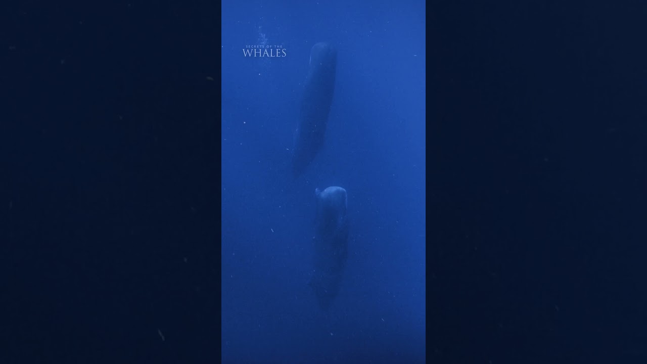 Did you know sperm whales nap upright?! 🤯 #SecretsOfTheWhales #StepIntoWonder