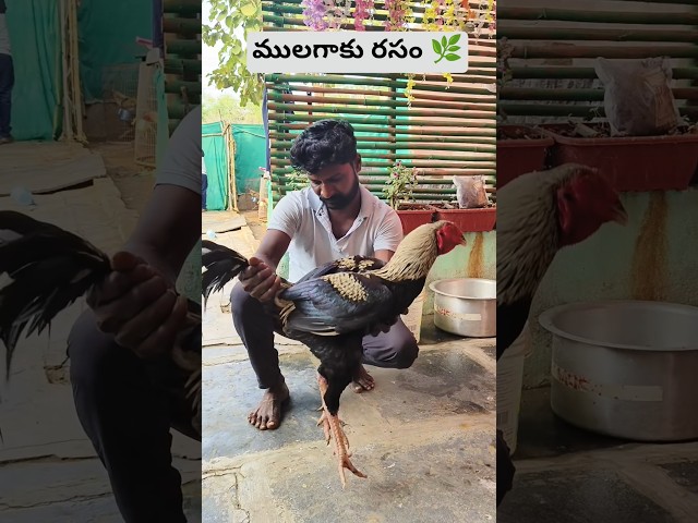 ఒకోసారి నాటు వైద్యం కూడా బాగా పనిచేస్తుంది#ytshorts