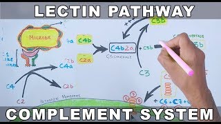 Lectin Pathway of Complement System