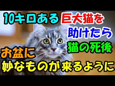 10キロある巨大猫を引き取り大切に育てたら 猫の死後 毎年お盆に妙なものがやってくるように 猫の不思議な話 朗読 まとめちゅーぶ