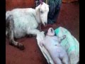 Goat gives birth to human like babies, miracle or genetic  disorder ?