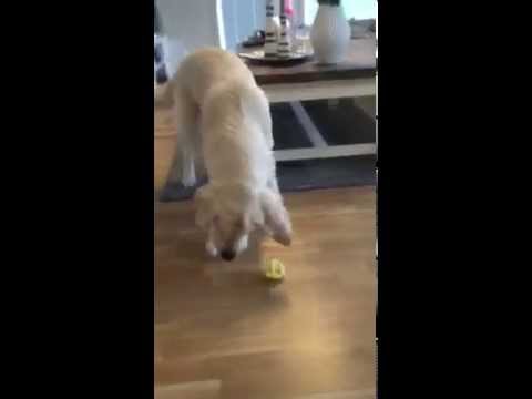 Најсмешна реакција на куче кое првпат пробува лимон