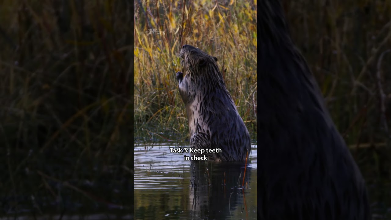 By following their instincts, beavers become ecosystem engineers. 🦫 #InsideTheEnchantedWaterways