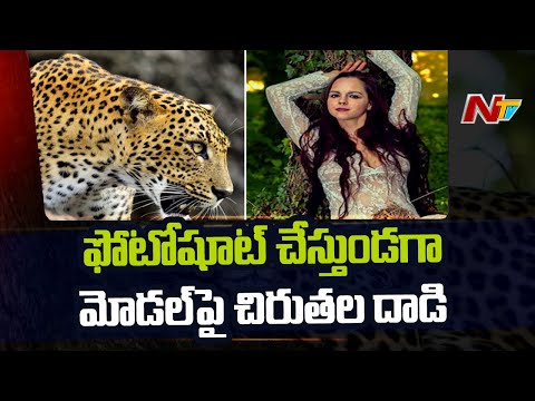36-yr-old model seriously injured after leopards attacked her during photoshoot 36-yr-old model seriously injured after leopards attacked her during photoshoot