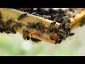 How a new superfood could help honeybees | REUTERS