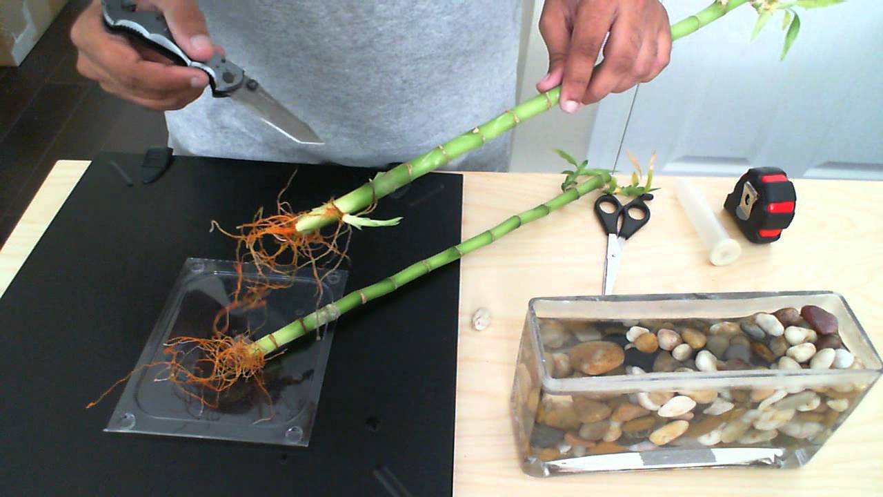 how-to-tell-if-your-lucky-bamboo-is-healthy-youtube