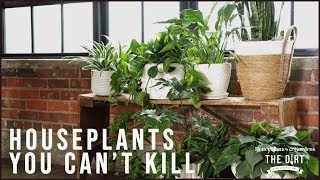 Houseplants You Cant Kill | The Dirt | Better Homes & Gardens