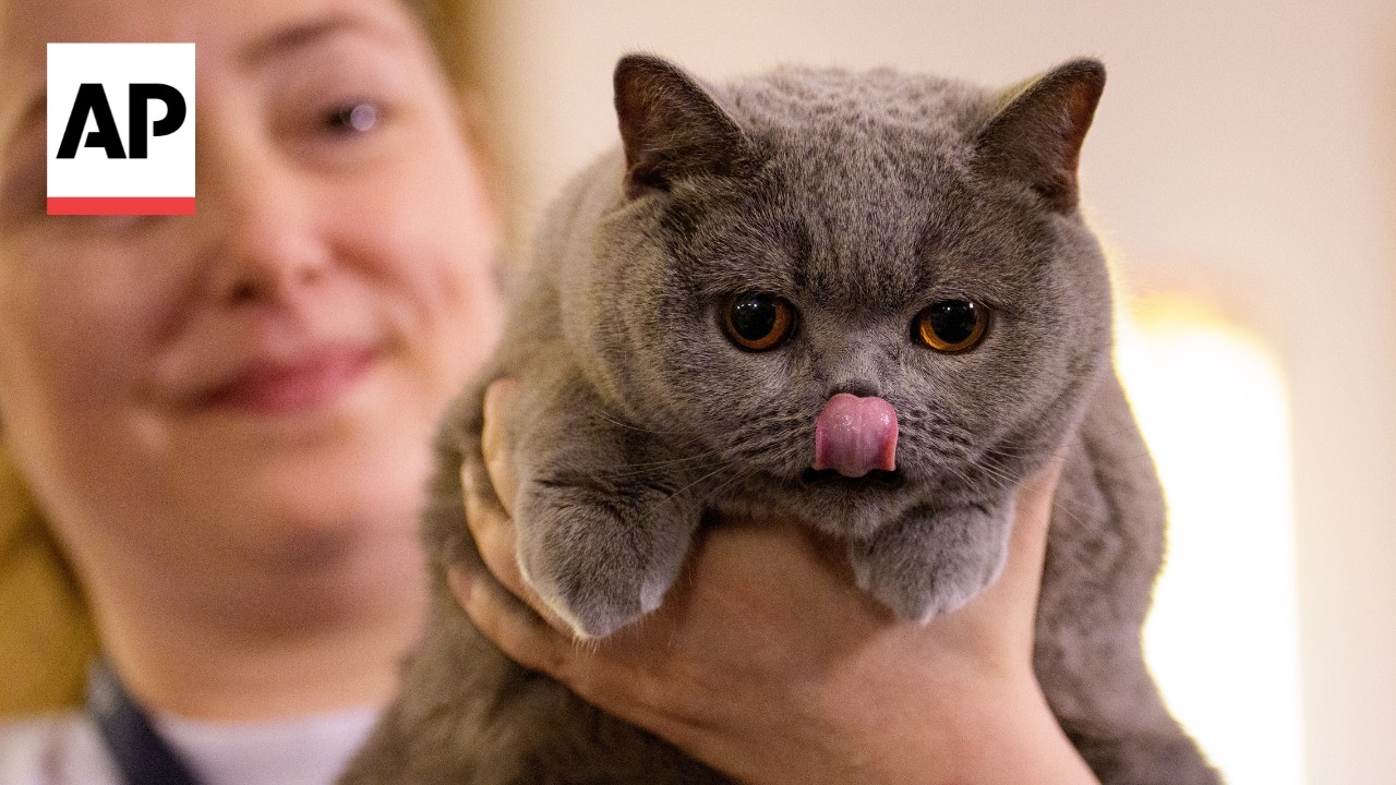 More than 200 cats compete in Romania's 'Feline Oscars'