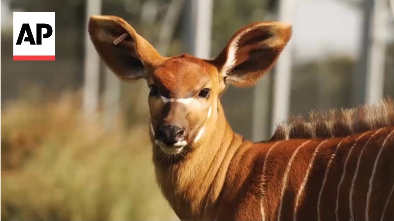 Critically endangered bongos to be sent to Kenya from European zoos