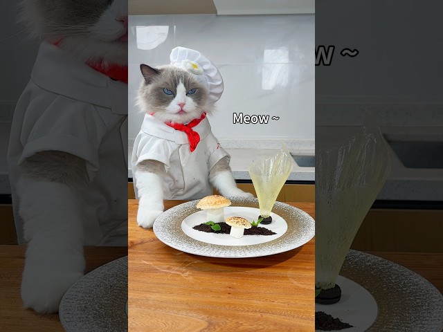 Do you miss Puff’s cooking? #thatlittlepuff #cookingcat