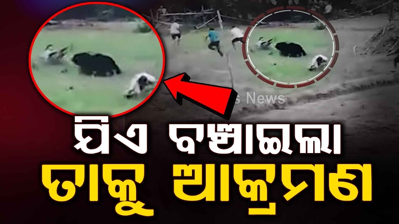 Shocking Video: Bear Attacks Rescuers Immediately After Being Rescued From Well In Athamallik