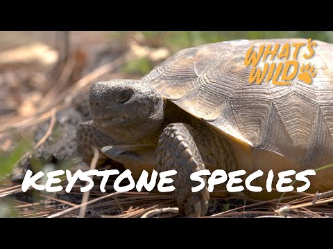 screenshot of youtube video titled The Tortoises That Get Down and Dirty