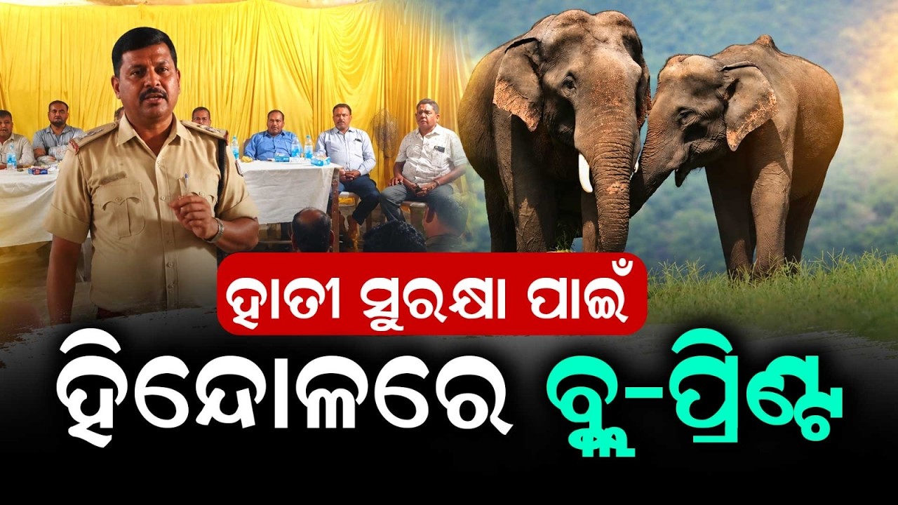 Joint Move To Save Elephants & Humans From Electrocution In Dhenkanal's Hindol | Argus News