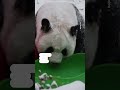 Giant panda plays in snow in Beijing  - 00:32 min - News - Video