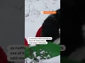 Giant panda plays in snow in Beijing