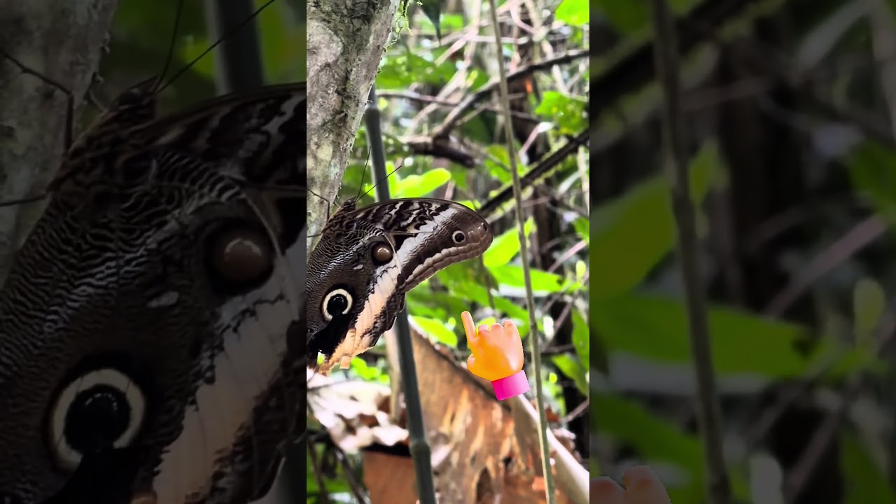 ¿Sabías que esta mariposa imita los ojos de una víbora venenosa?
