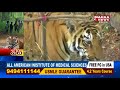 Special story on K4, tiger of Komaram Bheem forests