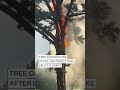 Tree falls apart after lightning strike, fire - 00:34 min - News - Video