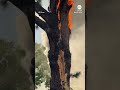 Tree falls apart after lightning strike, fire