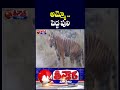 Leopard Sightings Trigger Panic Among Farmers In Adilabad | V6 Teenmaar