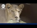 11 lions rescued from conflict-hit Sudan