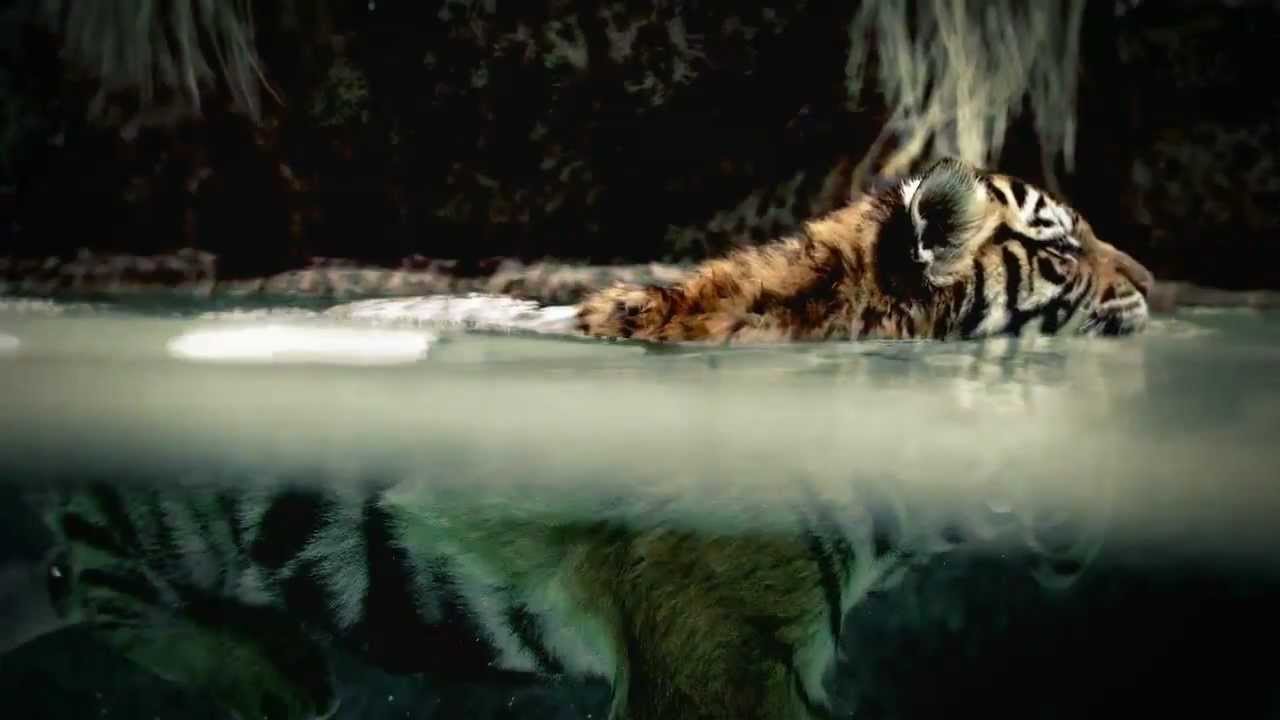 nat-geo-wild-2010-hd-youtube