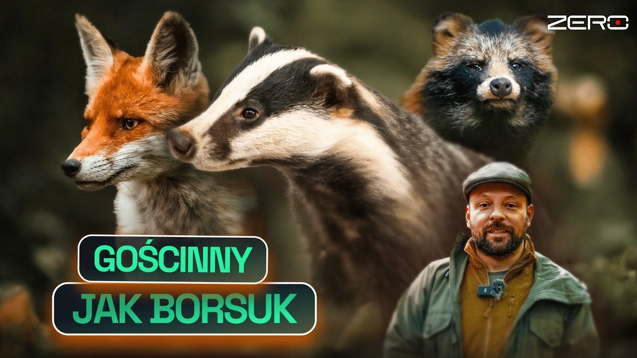 BORSUKI, LISY I JENOTY MIESZKAJ膭 W JEDNEJ NORZE. JAK TO MO呕LIWE?