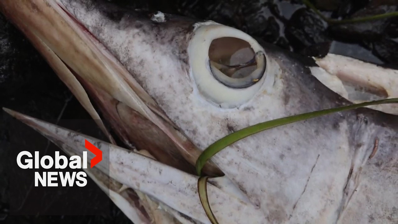 A curious and troubling discovery of a dead swordfish has scientists worried
