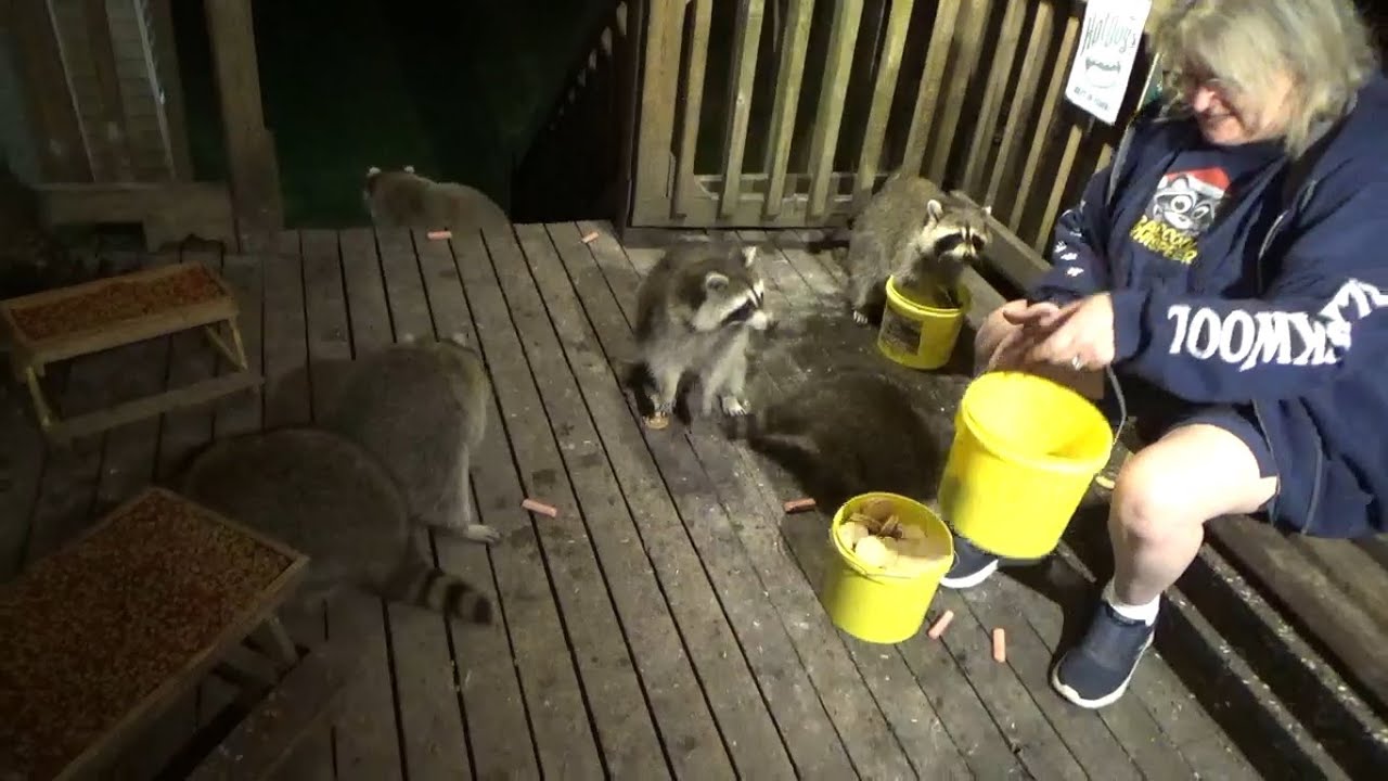 Labor Day Raccoons at the Diner