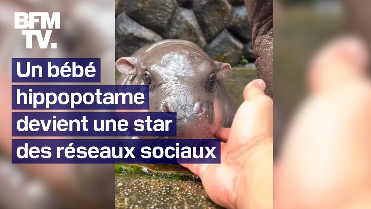 Grâce à un bébé hippopotame star des réseaux, un zoo double son nombre de visiteurs en Thaïlande